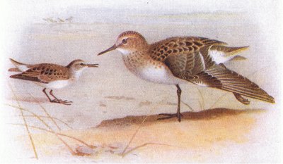 Little Stint, z książki Birds of the British Isles and Their Eggs wydanej przez Frederick Warne & Co Ltd, 1958 autorstwa Archibald Thorburn