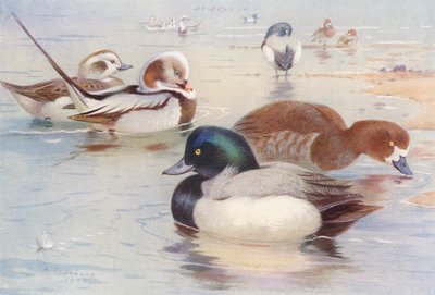 Kaczka długoogoniasta (samiec i samica), kaczka łabędzionosa (samiec i samica) (litografia barwna) autorstwa Archibald Thorburn