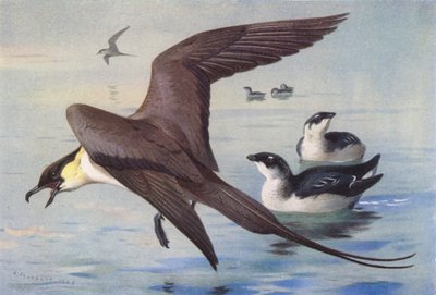 Skua długoogoniasta, mała auka (zima) (kolorowa litografia) autorstwa Archibald Thorburn