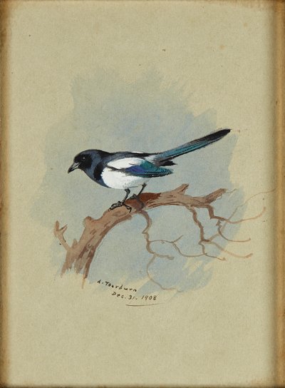 Sroka na gałęzi (atrament i akwarela) autorstwa Archibald Thorburn