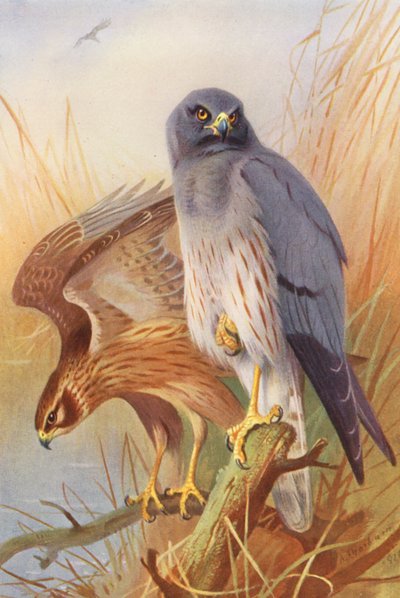 Błotniak stawowy (samiec i samica) (kolorowa litografia) autorstwa Archibald Thorburn