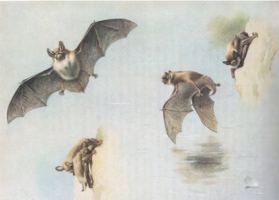 Natterers Bat i Daubentons Bat, z Thorburns Mammals opublikowanych przez Longmans and Co, ok. 1930. 1920 autorstwa Archibald Thorburn
