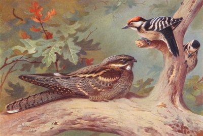 Słowik, dzięcioł trójpalczasty (samiec i samica) (kolorowa litografia) autorstwa Archibald Thorburn