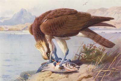 Osprey (kolorowa litografia) autorstwa Archibald Thorburn