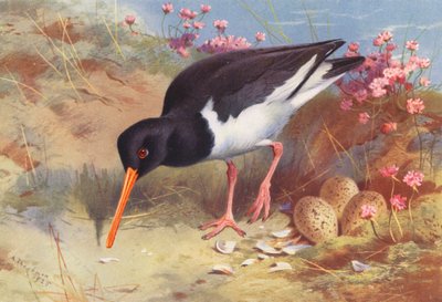 Oyster-Catcher (druk kolorowy) autorstwa Archibald Thorburn