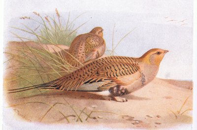 Pallass Sand Grouse , z Birds of the British Isles and Their Eggs opublikowanej przez Frederick Warne & Co Ltd, 1958 autorstwa Archibald Thorburn
