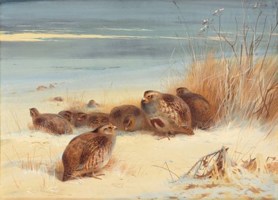 Kuropatwa w mroźny poranek autorstwa Archibald Thorburn