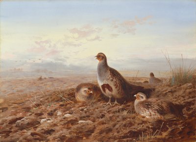 Kuropatwy wśród ścierniska autorstwa Archibald Thorburn