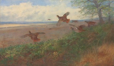 Kuropatwy w locie autorstwa Archibald Thorburn