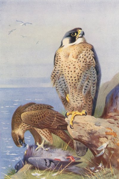 Sokół wędrowny (kolorowa litografia) autorstwa Archibald Thorburn