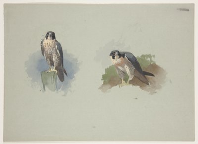 Samiec sokoła wędrownego, ok. 1915 (akwarela i farba do ciała na ołówku na papierze) autorstwa Archibald Thorburn
