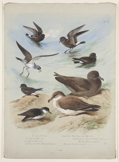Petrels, ok. 1915 (akwarela i farba do ciała na ołówku na papierze) autorstwa Archibald Thorburn