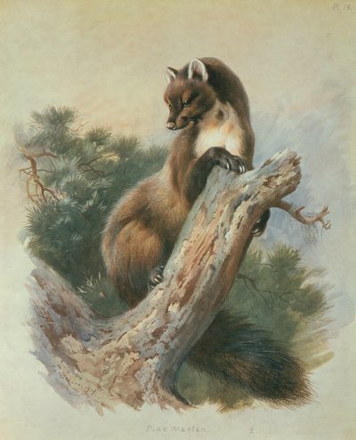 Kuna leśna autorstwa Archibald Thorburn