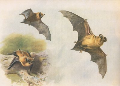 Pipistrelle lub nietoperz pospolity, z Thorburns Mammals opublikowanych przez Longmans and Co, c. 1920 autorstwa Archibald Thorburn