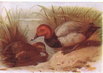 Sardynka autorstwa Archibald Thorburn