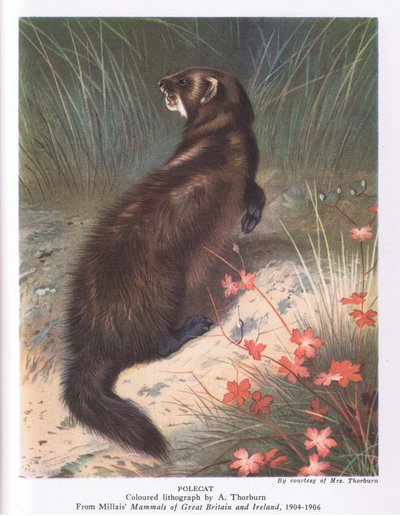 Polecat, Nature in Britain wydane przez Collins autorstwa Archibald Thorburn