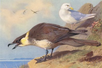 Skua pomatorhine, mewa islandzka (kolorowa litografia) autorstwa Archibald Thorburn
