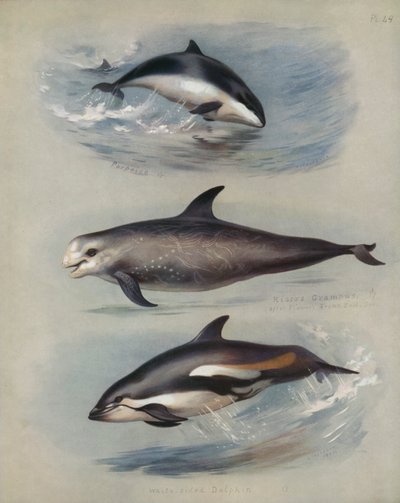 Morświn, Rissos Grampus, Delfin białoboczny autorstwa Archibald Thorburn