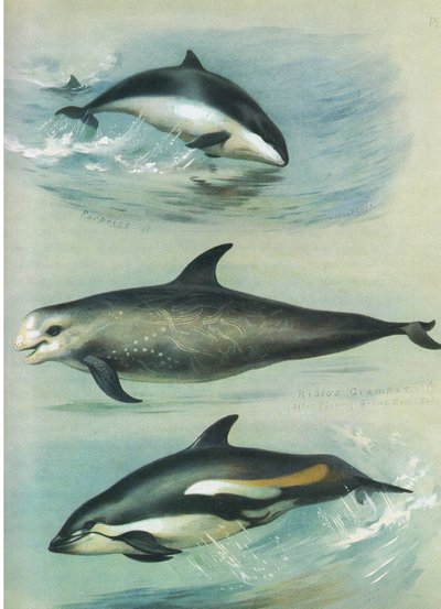 Morpoise, Rissos Grampus i White Sided Dolphin, z książki Thorburn