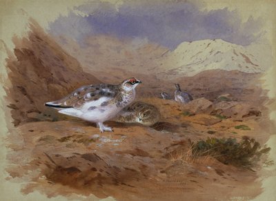 Pardwa w górskim krajobrazie (akwarela) autorstwa Archibald Thorburn