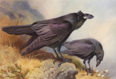Raven (kolorowa litografia) autorstwa Archibald Thorburn