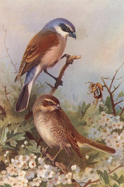 Gąsiorek (samiec i samica) (kolorowa litografia) autorstwa Archibald Thorburn
