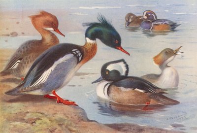 Nurogęś (samiec i samica), arlekin (samiec i samica), nurogęś (samiec i samica) (kolorowa litografia) autorstwa Archibald Thorburn