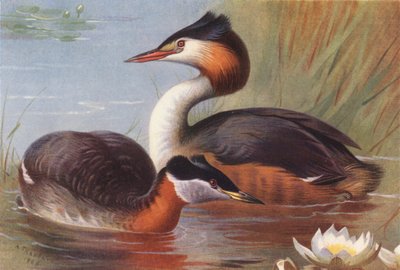 Perkoz rdzawoszyi, perkoz dwuczuby (kolorowa litografia) autorstwa Archibald Thorburn