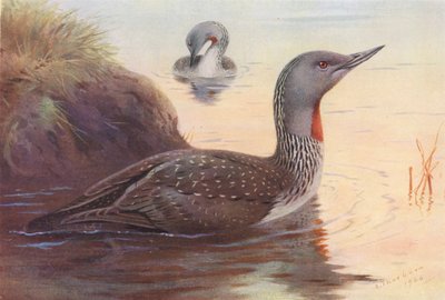 Nurek czerwonobrzuchy (kolorowa litografia) autorstwa Archibald Thorburn