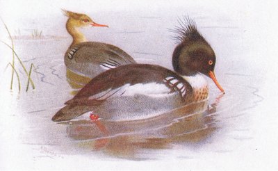 nurogęś czerwonopierśny autorstwa Archibald Thorburn