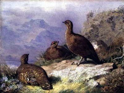Cietrzew na brzegu jeziora autorstwa Archibald Thorburn