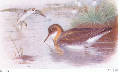 Phalarope Red Necked (lato i jesień), z Birds of the British Isles and Their Eggs opublikowanej przez Frederick Warne & Co Ltd, 1958 autorstwa Archibald Thorburn