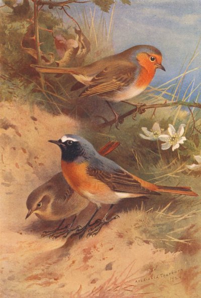 Rudzik, rudzik (samiec i samica) (kolorowa litografia) autorstwa Archibald Thorburn