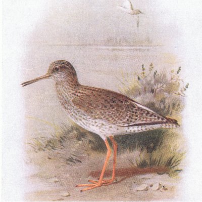 Redshank, z Birds of the British Isles and Their Eggs opublikowanej przez Frederick Warne & Co Ltd, 1958 autorstwa Archibald Thorburn