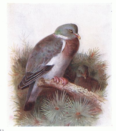 Ring Dove, z Birds of the British Isles and Their Eggs opublikowane przez Frederick Warne & Co Ltd, 1958 autorstwa Archibald Thorburn