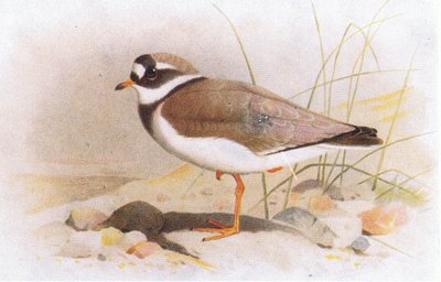 Sieweczka obrożna, z książki Birds of the British Isles and Their Eggs opublikowanej przez Frederick Warne & Co Ltd, 1958 autorstwa Archibald Thorburn