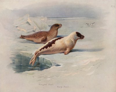 Pieczęć obrączkowana, foka harfa autorstwa Archibald Thorburn