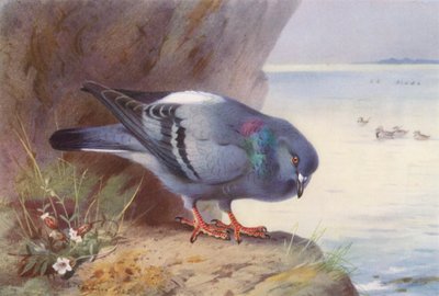 Rock-Dove (kolorowa litografia) autorstwa Archibald Thorburn