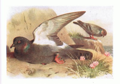 Rock Dove, z Birds of the British Isles and Their Eggs opublikowane przez Frederick Warne & Co Ltd, 1958 autorstwa Archibald Thorburn