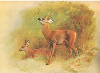 Roe Deer, z Thorburns Mammals opublikowanych przez Longmans and Co, ok. 1930. 1920 autorstwa Archibald Thorburn