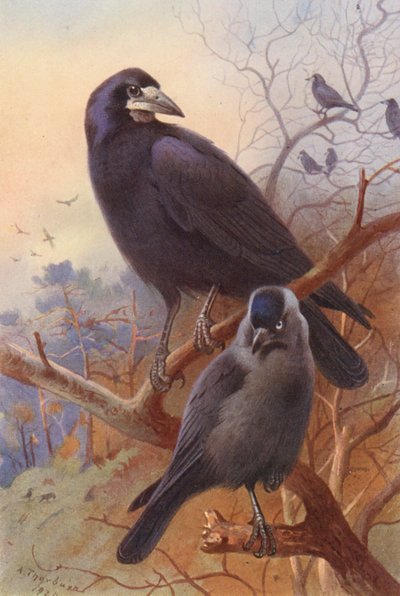 Gawron, kawka (kolorowa litografia) autorstwa Archibald Thorburn