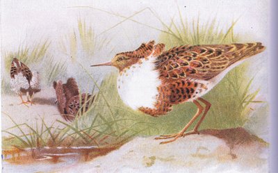 Ruffs i Reeves, z Birds of the British Isles and Their Eggs, opublikowane przez Frederick Warne & Co Ltd, 1958. autorstwa Archibald Thorburn