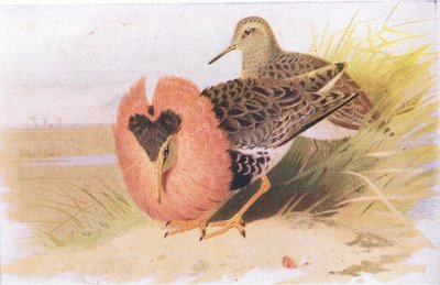 Ruffs i Reeves, z Birds of the British Isles and Their Eggs, opublikowane przez Frederick Warne & Co Ltd, 1958. autorstwa Archibald Thorburn