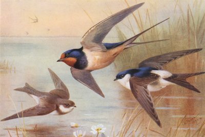 Sand-Martin, Swallow, Martin (kolorowa litografia) autorstwa Archibald Thorburn