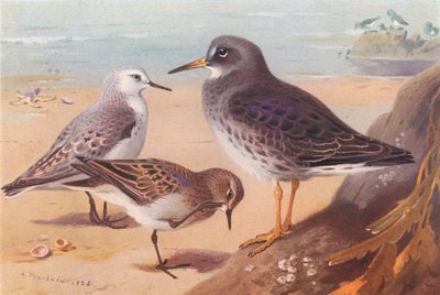 Sanderling (zimą), Temminck