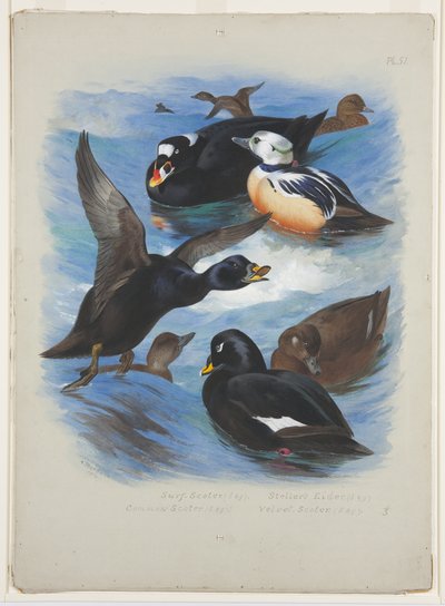 Eider edredonowy i edredonowy, ok. 1915 (akwarela i farba do ciała na ołówku na papierze) autorstwa Archibald Thorburn