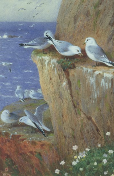 Mewy autorstwa Archibald Thorburn