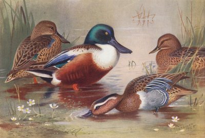 Sieweczka obrożna (samiec i samica), Cyraneczka (samiec i samica) (kolorowa litografia) autorstwa Archibald Thorburn