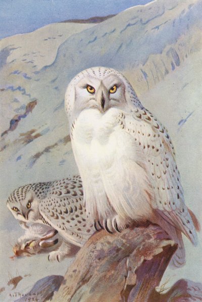Sowa śnieżna (kolorowa litografia) autorstwa Archibald Thorburn