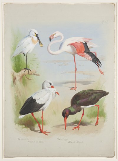 Warzęcha, flaming i bocian, ok. 1915 (akwarela i farba do ciała na ołówku na papierze) autorstwa Archibald Thorburn